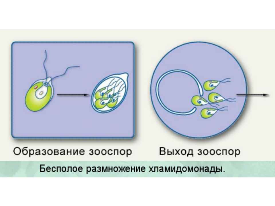 Взрослая особь хламидомонады образуется. Зооспоры у водорослей. Бесполое размножение хламидомонады. Зооспоры хламидомонады. Цикл бесполого размножения хламидомонады.