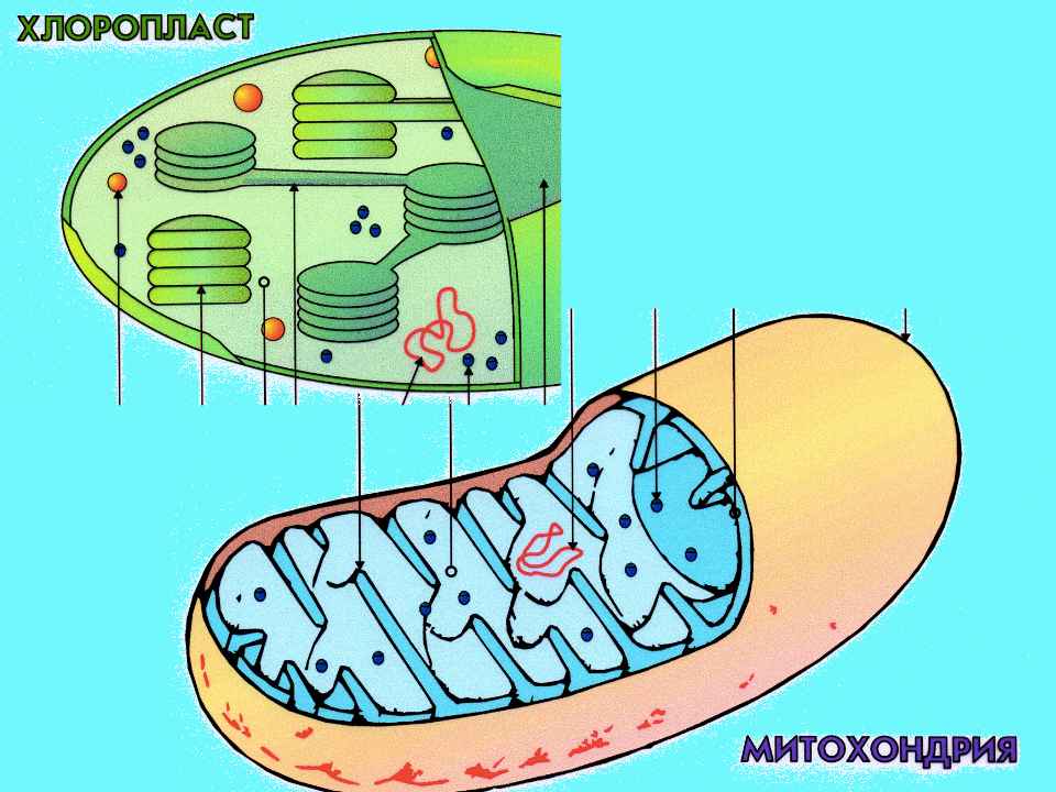 Митохондрия микротрубочка хлоропласт. Митохондрии и хлоропласты. Строение митохондрий и хлоропластов с рисунками. Хлоропласт и митохондрия рисунок. Строение хлоропласта.